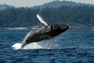 Anacortes: Aventura de avistamiento de ballenas cerca de Seattle