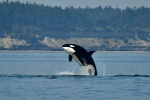 Anacortes: Aventura de avistamiento de ballenas cerca de Seattle