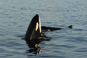 Anacortes: Aventura de avistamiento de ballenas cerca de Seattle