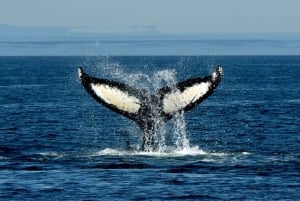 Anacortes: Aventura de avistamiento de ballenas cerca de Seattle