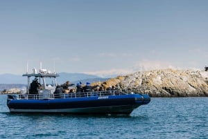 Anacortes: Aventura de avistamiento de ballenas cerca de Seattle
