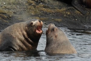 Anacortes: Aventura de avistamiento de ballenas cerca de Seattle