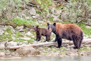 Canada 7–Day National Parks Camping Tour from Seattle