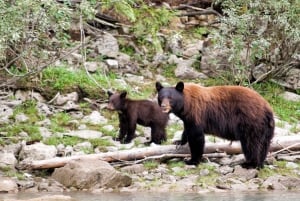 Canada 7–Day National Parks Camping Tour from Seattle