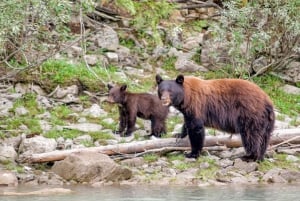 From Seattle: Canadian Rockies 7–Day National Parks Tour