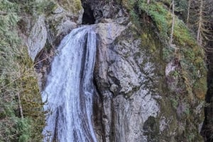 From Seattle: Snoqualmie, Twin Falls and Ancient Forest Trip