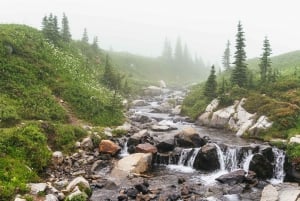 From Seattle: Mount Rainier National Park Guided Tour