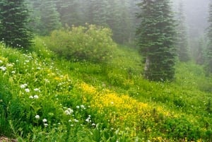 From Seattle: Mount Rainier National Park Guided Tour