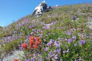 From Seattle: Mount Saint Helens Monument Private Day Trip