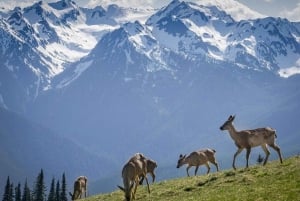 From Seattle: Olympic National Park Full Day Tour