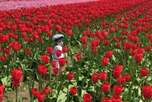 From Seattle: Tour of Skagit Valley Tulip Festival