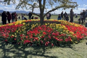 From Seattle: Tour of Skagit Valley Tulip Festival