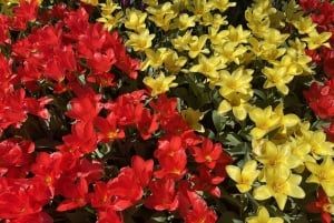 From Seattle: Tour of Skagit Valley Tulip Festival