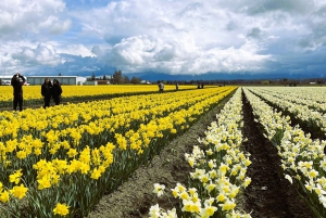 From Seattle: Tour of Skagit Valley Tulip Festival