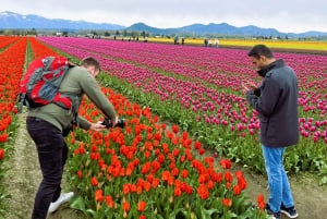 From Seattle: Tour of Skagit Valley Tulip Festival