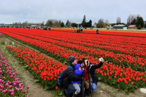 From Seattle: Tour of Skagit Valley Tulip Festival