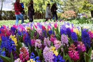 From Seattle: Tour of Skagit Valley Tulip Festival