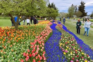 From Seattle: Tour of Skagit Valley Tulip Festival