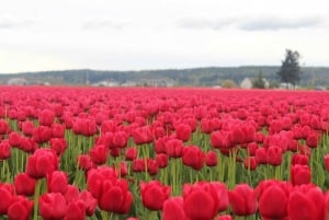 From Seattle:Tulip Festival at Skagit Valley and La Conner