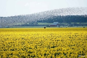 From Seattle:Tulip Festival at Skagit Valley and La Conner