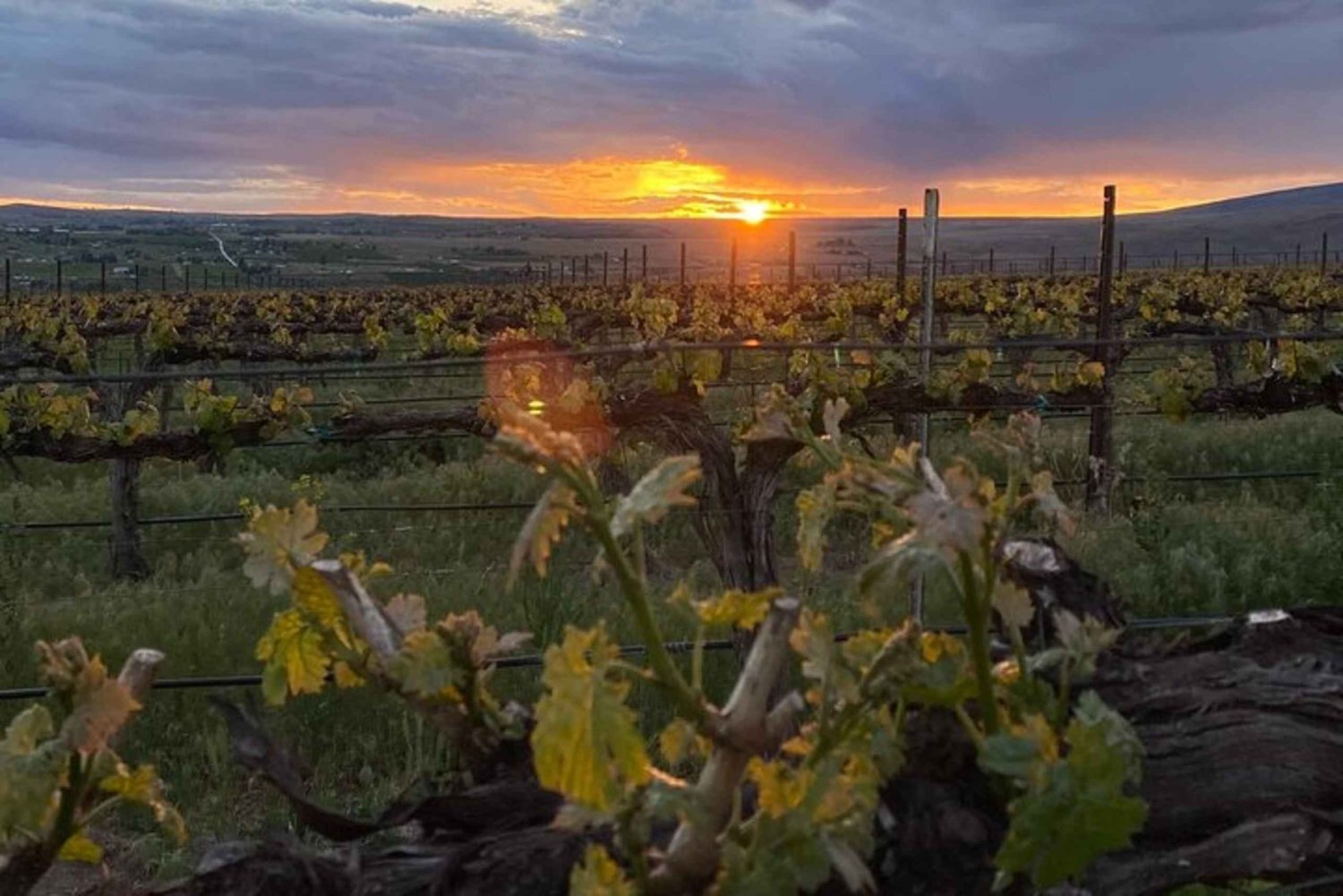 From Seattle - Wine Tasting, Vineyards in Eastern WA