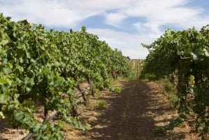 Fra Seattle – Vinsmaking, vingårder i østlige Washington