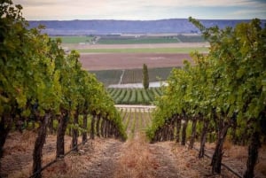 Fra Seattle – Vinsmaking, vingårder i østlige Washington