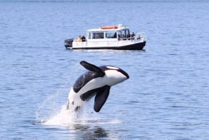 Lopez Island: Whale & Orca Boat Tour