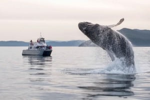 Lopez Island: Whale & Orca Boat Tour