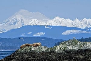 Lopez Island: Whale & Orca Boat Tour