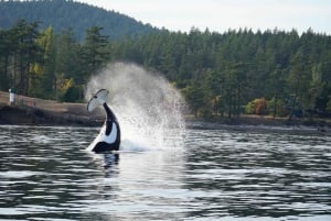 Lopez Island: Whale & Orca Boat Tour