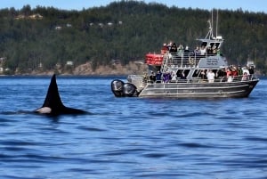 Lopez Island: Whale & Orca Boat Tour