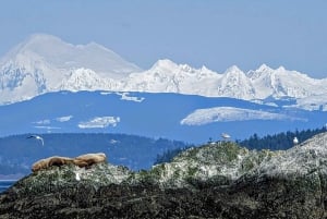 Lopez Island: Wal- und Orca-Bootstour