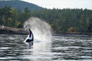 Lopez Island: Wal- und Orca-Bootstour
