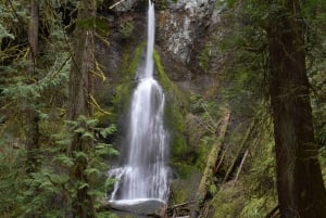 Olympic National Park: Half-Day Tour