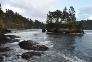 Olympic National Park: Half-Day Tour