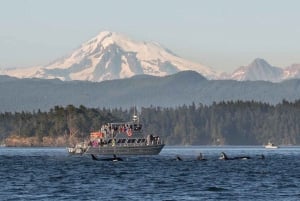 Orcas Island: Whale and Orca Guided Speedboat Tour