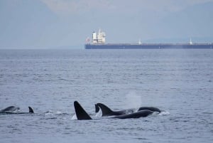 Orcas Island: Whale and Orca Guided Speedboat Tour