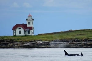 Orcas Island: Whale and Orca Guided Speedboat Tour