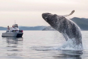 Orcas Island: Whale and Orca Guided Speedboat Tour