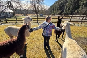 Roy, Washington: Escursione con i lama e incontro con gli alpaca