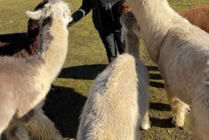 Roy, Washington: Escursione con i lama e incontro con gli alpaca