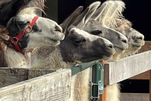Roy, Washington: Escursione con i lama e incontro con gli alpaca