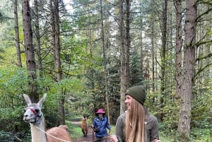 Roy, Washington: Escursione con i lama e incontro con gli alpaca