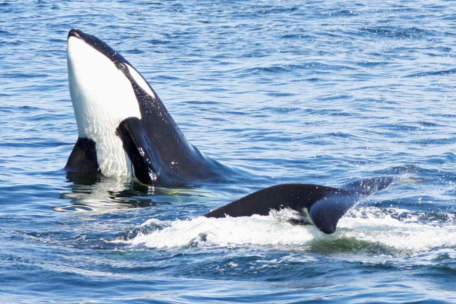 Seattle: Half-Day Wildlife and Whale Watching Cruise