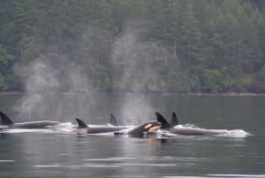 Seattle: Half-Day Wildlife and Whale Watching Cruise