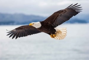 Seattle: Half-Day Wildlife and Whale Watching Cruise