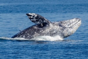 Seattle: Half-Day Wildlife and Whale Watching Cruise