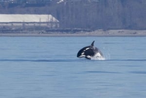 Seattle: Half-Day Wildlife and Whale Watching Cruise