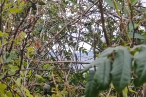 Seattle: Stadens längsta historiska och kulturella rundvandring